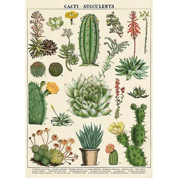 Poster Cactus y Suculentas I
