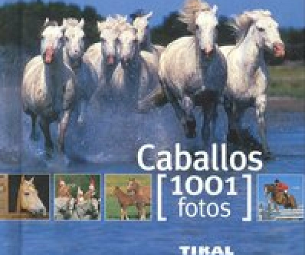 Caballos